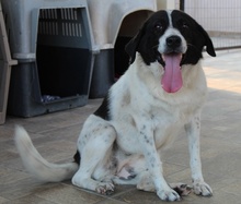 MARIEL, Hund, Mischlingshund in Griechenland - Bild 3