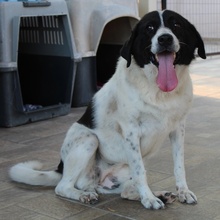 MARIEL, Hund, Mischlingshund in Griechenland - Bild 4