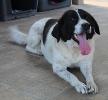 MARIEL, Hund, Mischlingshund in Griechenland - Bild 5
