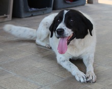 MARIEL, Hund, Mischlingshund in Griechenland - Bild 6