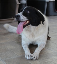 MARIEL, Hund, Mischlingshund in Griechenland - Bild 7
