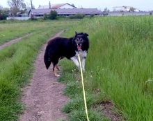 MURPHY, Hund, Mischlingshund in Rumänien - Bild 3