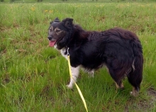 MURPHY, Hund, Mischlingshund in Rumänien - Bild 5