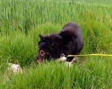 MURPHY, Hund, Mischlingshund in Rumänien - Bild 6
