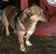 RONJA, Hund, Mischlingshund in Rumänien - Bild 3