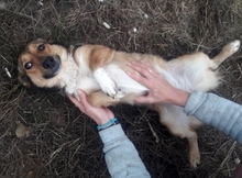 RONJA, Hund, Mischlingshund in Rumänien - Bild 5