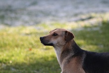 BUCK, Hund, Mischlingshund in Kreuzau - Bild 2