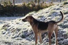 BUCK, Hund, Mischlingshund in Kreuzau - Bild 3