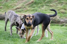 MARGOT, Hund, Mischlingshund in Kreuzau - Bild 5