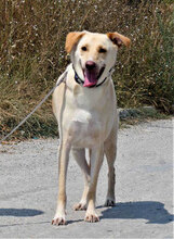 LUKA, Hund, Mischlingshund in Bulgarien - Bild 1
