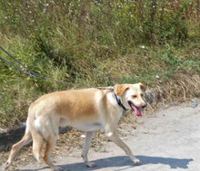 LUKA, Hund, Mischlingshund in Bulgarien - Bild 3