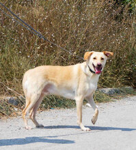 LUKA, Hund, Mischlingshund in Bulgarien - Bild 4