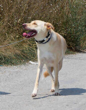 LUKA, Hund, Mischlingshund in Bulgarien - Bild 5