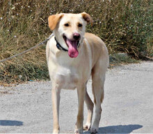 LUKA, Hund, Mischlingshund in Bulgarien - Bild 6
