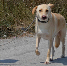 LUKA, Hund, Mischlingshund in Bulgarien - Bild 7