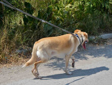 LUKA, Hund, Mischlingshund in Bulgarien - Bild 8