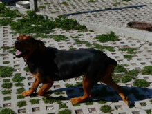 AVA, Hund, Ludogorka Bracke in Bulgarien - Bild 2
