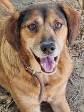 BILLY, Hund, Mischlingshund in Griechenland - Bild 10