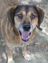 BILLY, Hund, Mischlingshund in Griechenland - Bild 12