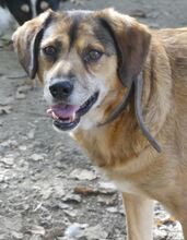 BILLY, Hund, Mischlingshund in Griechenland - Bild 13