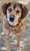 BILLY, Hund, Mischlingshund in Griechenland - Bild 14