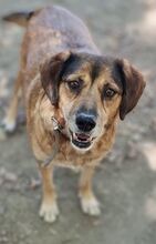 BILLY, Hund, Mischlingshund in Griechenland - Bild 17