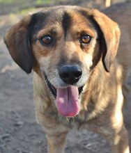 BILLY, Hund, Mischlingshund in Griechenland - Bild 23