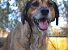 BILLY, Hund, Mischlingshund in Griechenland - Bild 24