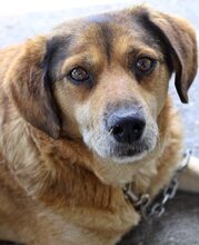 BILLY, Hund, Mischlingshund in Griechenland - Bild 4