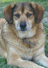 BILLY, Hund, Mischlingshund in Griechenland - Bild 6