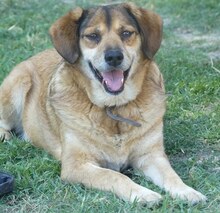 BILLY, Hund, Mischlingshund in Griechenland - Bild 7