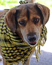 BILLY, Hund, Mischlingshund in Griechenland - Bild 8