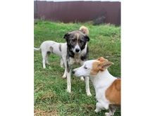 DULCICA, Hund, Mischlingshund in Rumänien - Bild 4