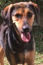 MANOLI, Hund, Mischlingshund in Griechenland - Bild 1
