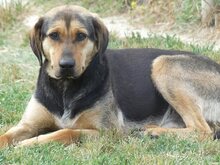 MANOLI, Hund, Mischlingshund in Griechenland - Bild 10