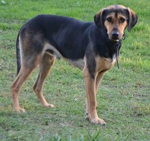 MANOLI, Hund, Mischlingshund in Griechenland - Bild 12