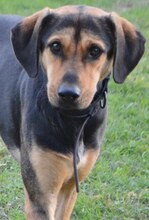 MANOLI, Hund, Mischlingshund in Griechenland - Bild 13