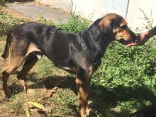 MANOLI, Hund, Mischlingshund in Griechenland - Bild 2