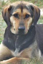 MANOLI, Hund, Mischlingshund in Griechenland - Bild 8