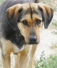 MANOLI, Hund, Mischlingshund in Griechenland - Bild 9