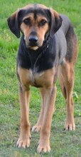 MANOLI, Hund, Mischlingshund in Landau - Bild 14