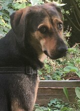 MANOLI, Hund, Mischlingshund in Landau - Bild 3