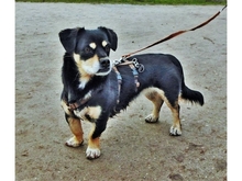 GEMMA, Hund, Mischlingshund in München - Bild 2