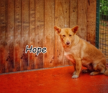 HOPE, Hund, Mischlingshund in Portugal - Bild 1