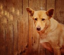 HOPE, Hund, Mischlingshund in Portugal - Bild 3