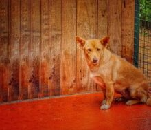 HOPE, Hund, Mischlingshund in Portugal - Bild 4