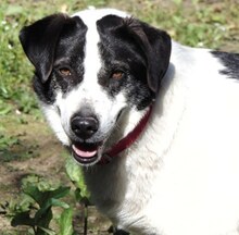 RICHIE, Hund, Mischlingshund in Griechenland - Bild 12