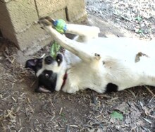 RICHIE, Hund, Mischlingshund in Griechenland - Bild 14