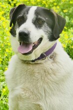 RICHIE, Hund, Mischlingshund in Griechenland - Bild 18