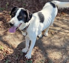 RICHIE, Hund, Mischlingshund in Griechenland - Bild 39
